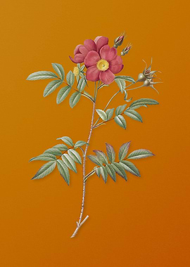 Rosa Redutea Glauca Flower