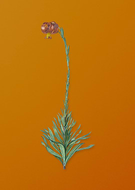 Scarlet Martagon Lily