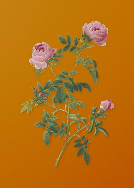 Vintage Rose of the Hedges