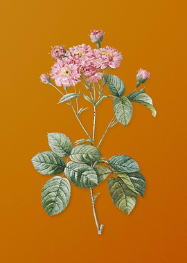 Vintage Pink Rosebush