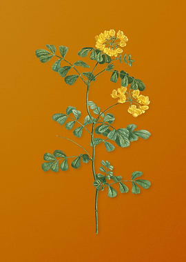 Scorpion Vetch Plant