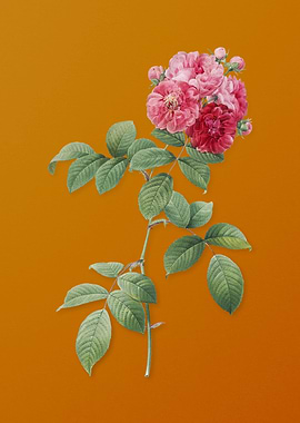 Seven Sisters Roses Flower