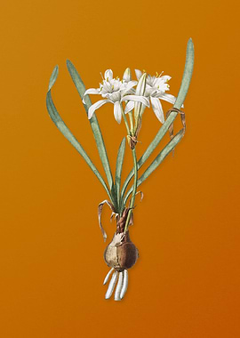 Vintage Sea Daffodil