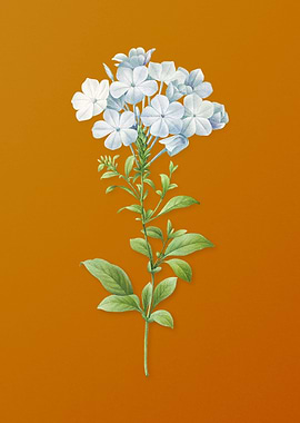 Vintage Plumbago Caerulea
