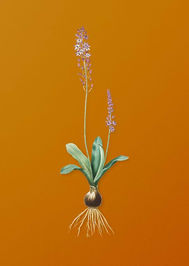 Vintage Scilla Obtusifolia