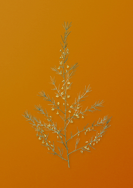 Vintage Sea Asparagus