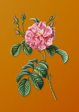 Vintage Pink Wild Rose