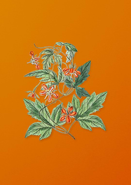 Vintage Red Loasa Flower