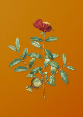 Vintage Pomegranate Branch