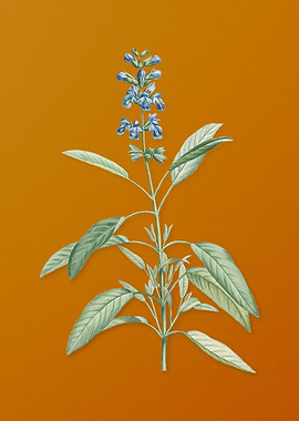 Vintage Sage Plant Flower