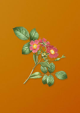 Vintage Redleaf Rose