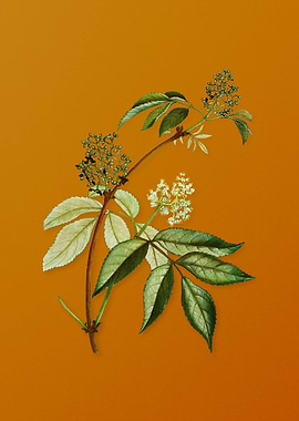 Vintage Red Elderberry