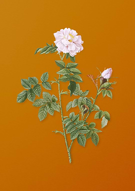 Vintage Pink Rosebush