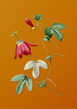 Vintage Red Passion Flower