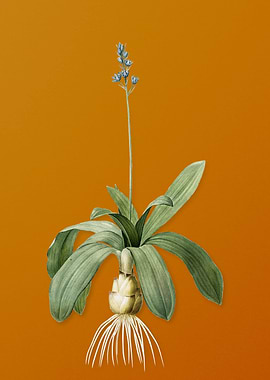 Scilla Lilio Hyacinthus