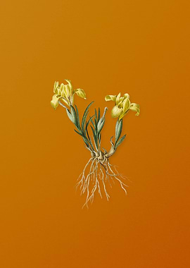 Vintage Sand Iris Flower