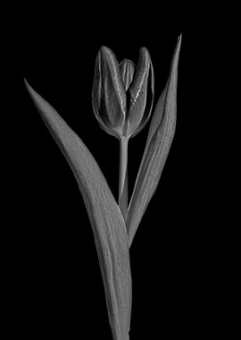 Black and white tulip