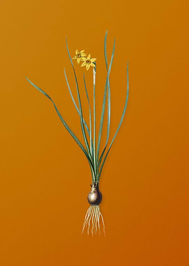 Vintage Rush Leaf Jonquil