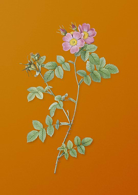 Pink Sweetbriar Roses