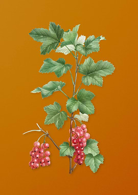 Vintage Redcurrant Plant