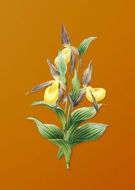 Vintage Sabot des Alpes