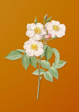 Vintage Rose of Castile