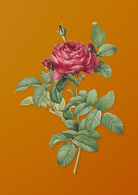 Vintage Red Gallic Rose