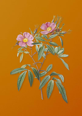 Vintage Pink Swamp Roses