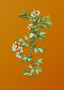 Rabbit Eye Blueberry