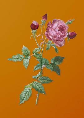 Vintage Provence Rose