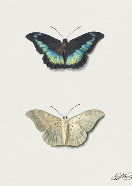 Butterflies vintage poster