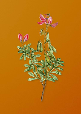 Vintage Restharrows Flower