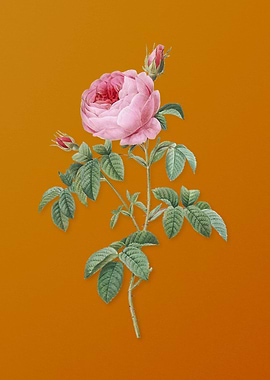 Provence Rose Bloom Flower