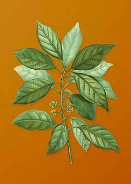 Vintage Redbay Flower