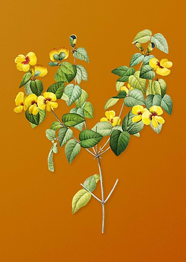 Vintage Platilobium Flower