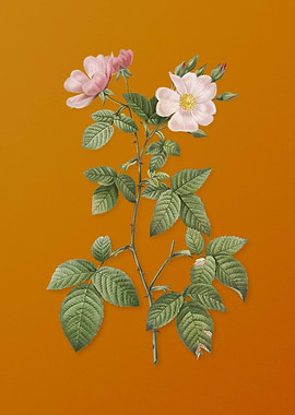 Red Bramble Leaved Rose