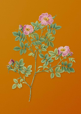 Vintage Rose Corymb Flower