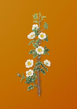 Vintage Scotch Rose Bloom