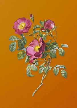 Vintage Rose of Love Bloom