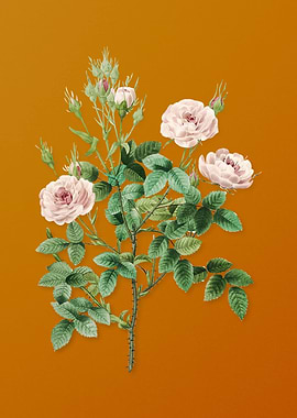 Vintage Rosier Pompon