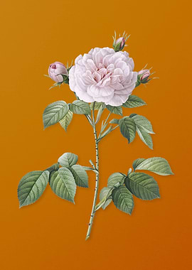 Vintage Rosa Alba Flower