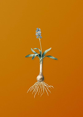 Vintage Scilla Lingulata