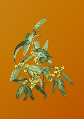 Vintage Russian Olive