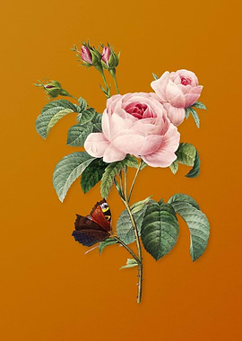 Vintage Provence Rose