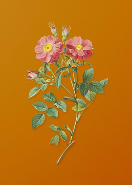 Elizabeths Sweetbriar Rose