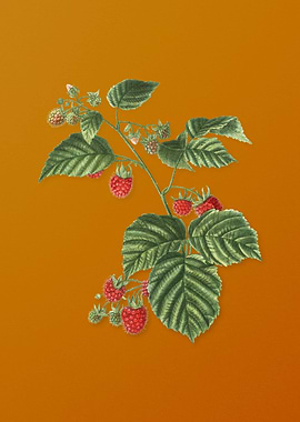 Vintage Raspberry Flower