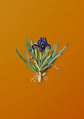 Vintage Pygmy Iris Flower