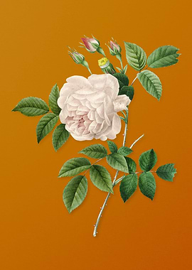 Vintage Rosa Indica Flower