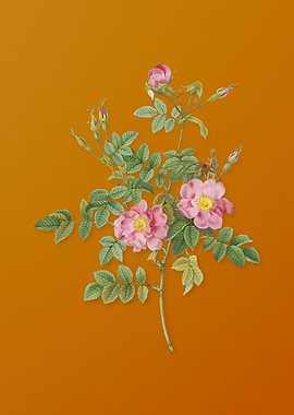 Pink Rosebush Bloom Flower