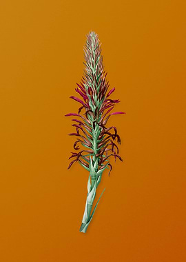 Pitcairnia Latifolia